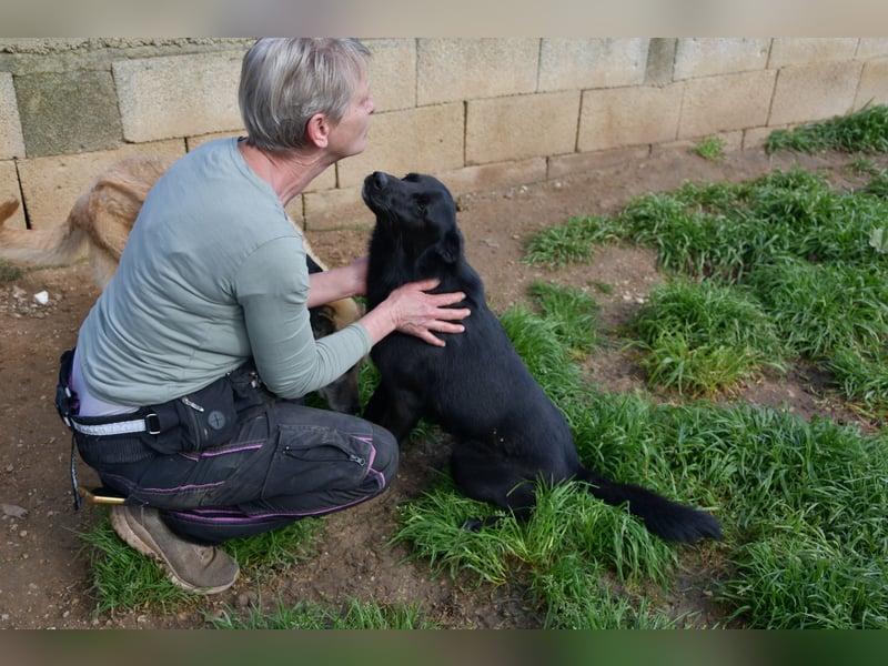 süßer Leone wartet auf seine Chance endlich ein Zuhausee zu finden