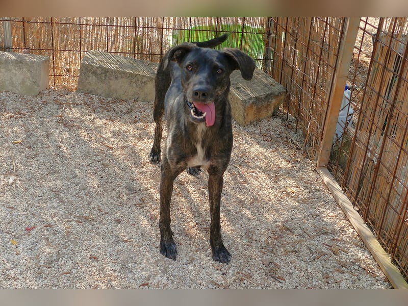 sanfte Mia auf Pflegestelle in 88214 Ravensburg sucht ihr Zuhause sanfte Mia auf Pflegestelle in 88214 Ravensburg sucht ihr Zuhause