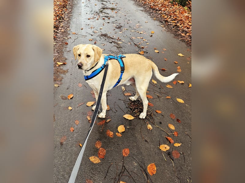 Nacho auf Pflegestelle in 88273 Fronreute sucht sein Zuhause