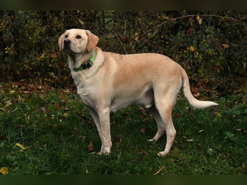 Nacho auf Pflegestelle in 88273 Fronreute sucht sein Zuhause