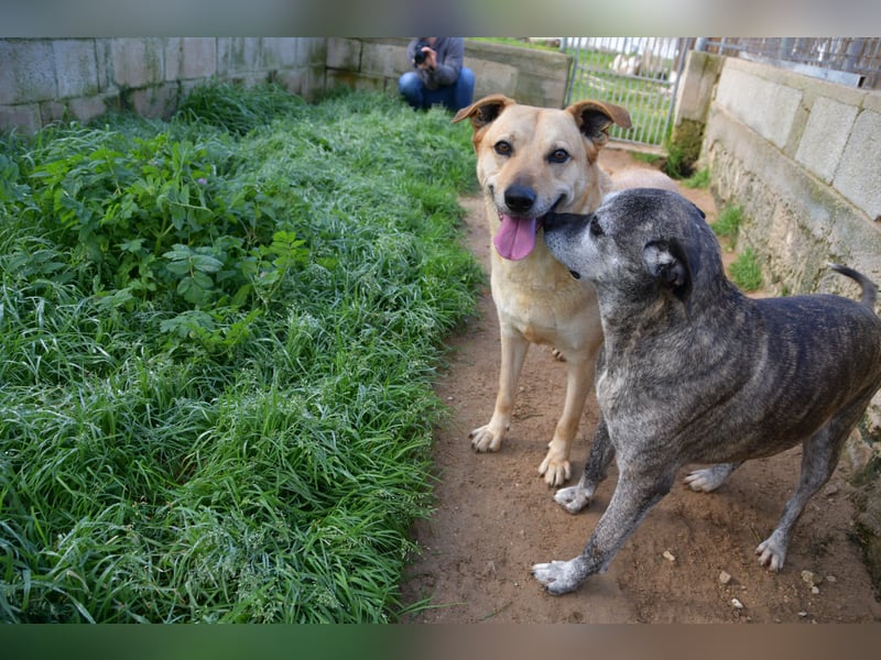 liebe Tigrata sucht ihr Zuhause für immer