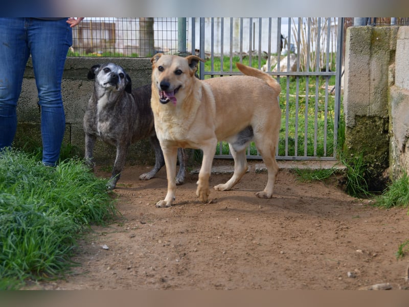 liebe Tigrata sucht ihr Zuhause für immer