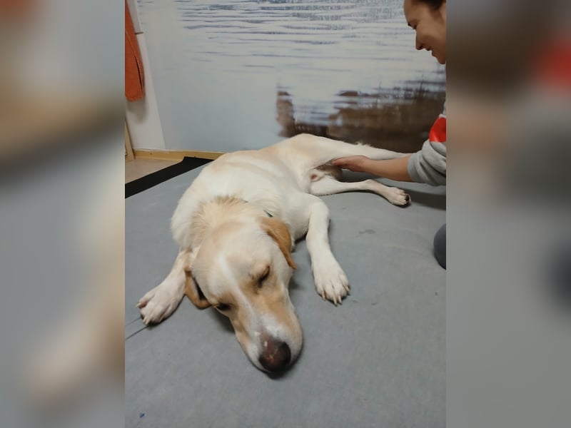 Lobo auf Pflegestelle in  31582 Nienburg/Weser sucht sein Zuhause