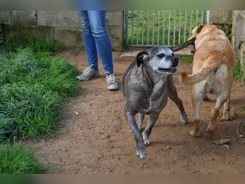 liebe Tigrata sucht ihr Zuhause für immer