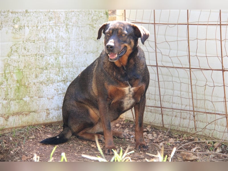 liebe Tonja sucht nach einem Zuhause