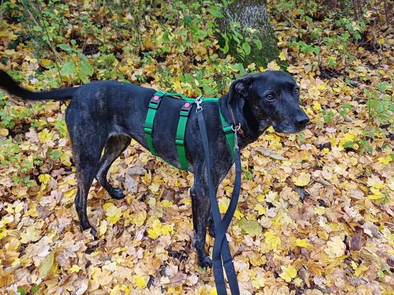 sanfte Mia auf Pflegestelle in 88214 Ravensburg sucht ihr Zuhause sanfte Mia auf Pflegestelle in 88214 Ravensburg sucht ihr Zuhause