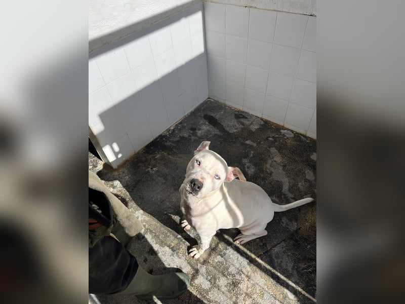 liebenswerter Ettore sucht sein Zuhause in der Schweiz