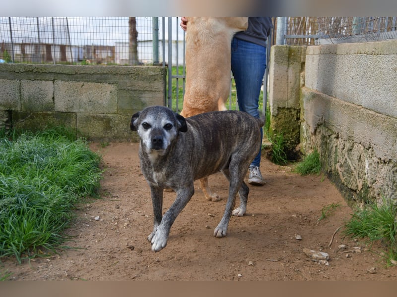 liebe Tigrata sucht ihr Zuhause für immer