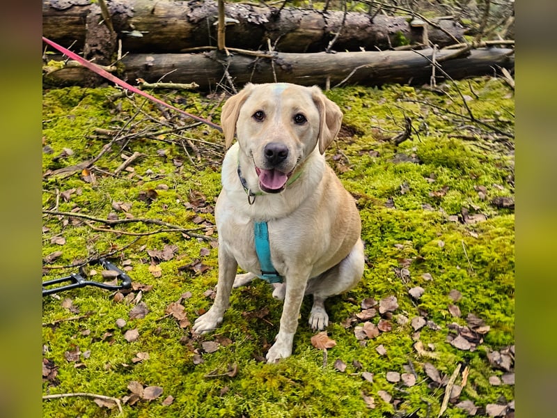 Nacho auf Pflegestelle in 88273 Fronreute sucht sein Zuhause