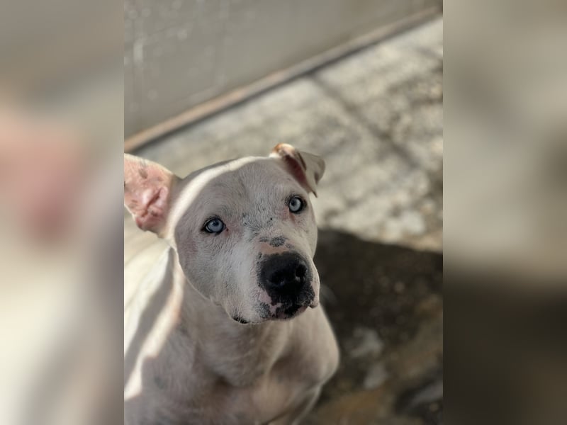 liebenswerter Ettore sucht sein Zuhause in der Schweiz