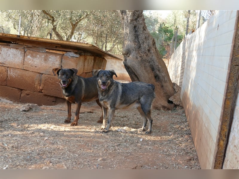 liebe Tonja sucht nach einem Zuhause
