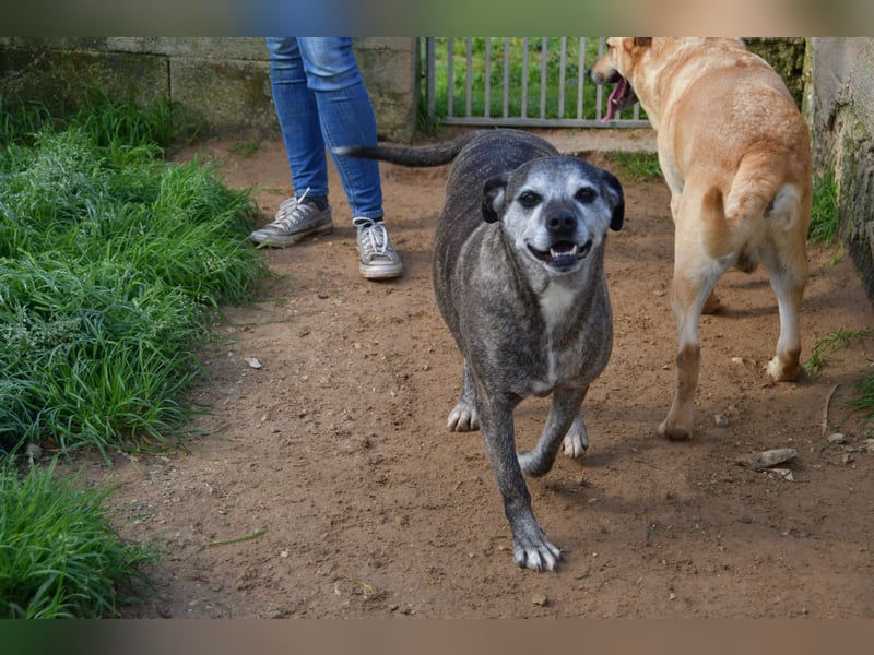 liebe Tigrata sucht ihr Zuhause für immer
