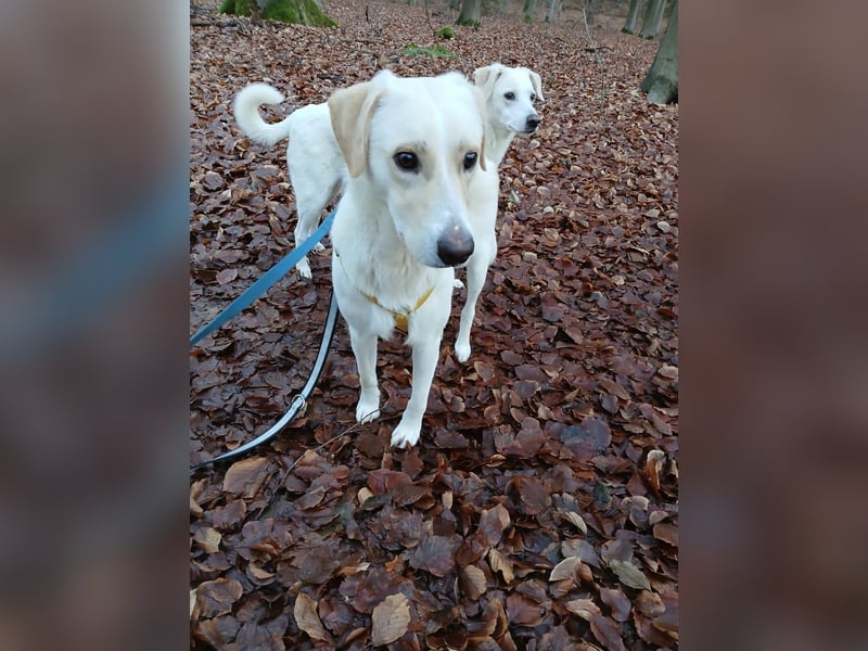 Lobo auf Pflegestelle in  31582 Nienburg/Weser sucht sein Zuhause