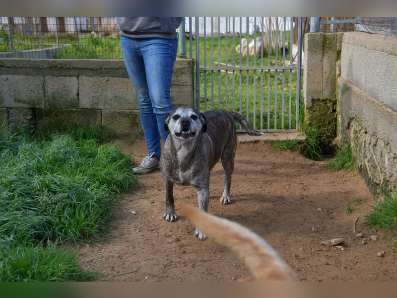 liebe Tigrata sucht ihr Zuhause für immer