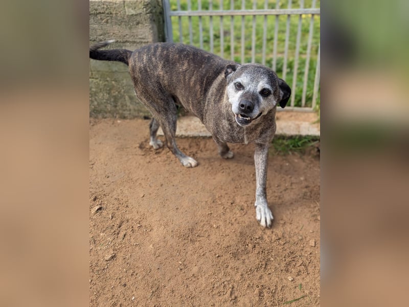 liebe Tigrata sucht ihr Zuhause für immer