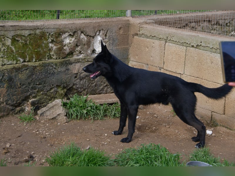 süßer Leone wartet auf seine Chance endlich ein Zuhausee zu finden