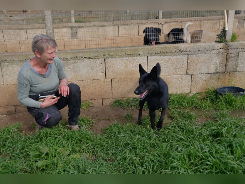 süßer Leone wartet auf seine Chance endlich ein Zuhausee zu finden