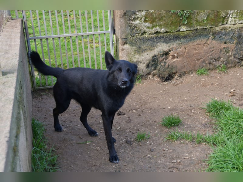 süßer Leone wartet auf seine Chance endlich ein Zuhausee zu finden