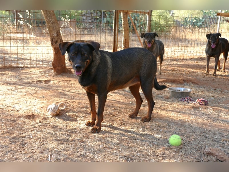 liebe Tonja sucht nach einem Zuhause