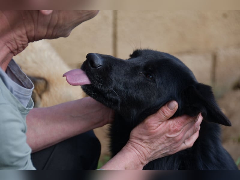 süßer Leone wartet auf seine Chance endlich ein Zuhausee zu finden
