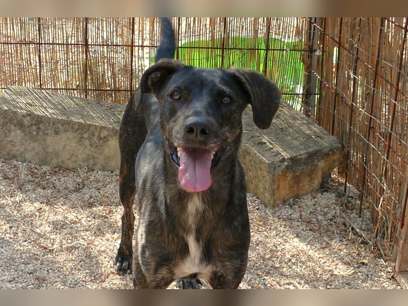 sanfte Mia auf Pflegestelle in 88214 Ravensburg sucht ihr Zuhause sanfte Mia auf Pflegestelle in 88214 Ravensburg sucht ihr Zuhause