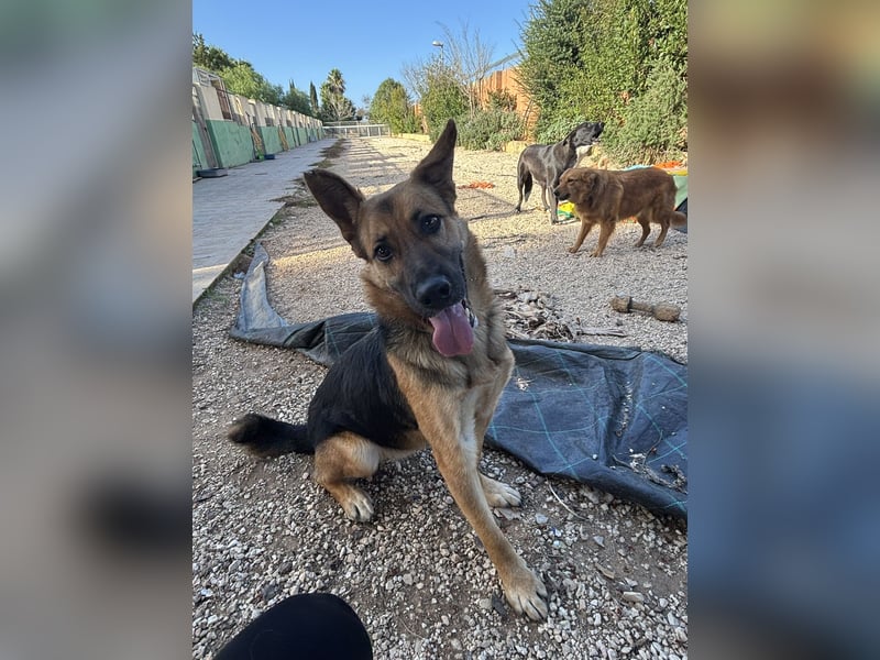 Oscar wünscht sich sein Z8uhause für Immer