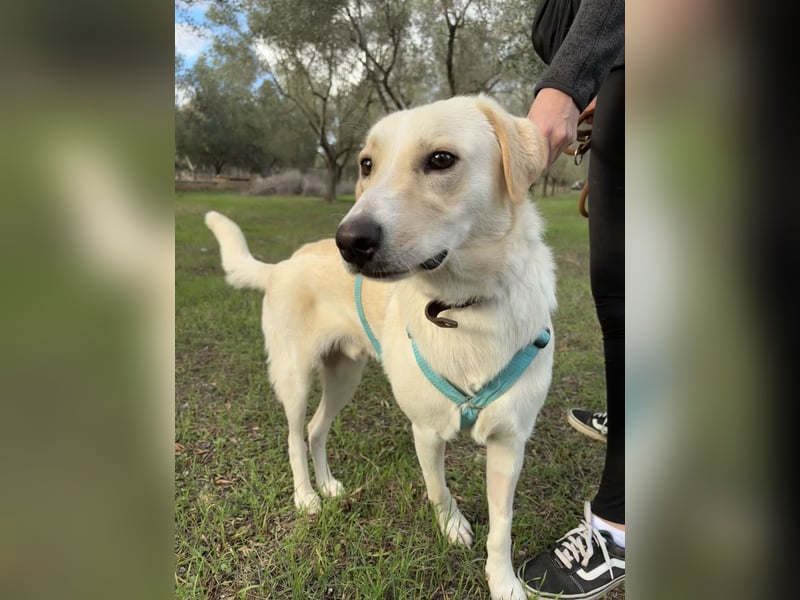 Lobo auf Pflegestelle in  31582 Nienburg/Weser sucht sein Zuhause
