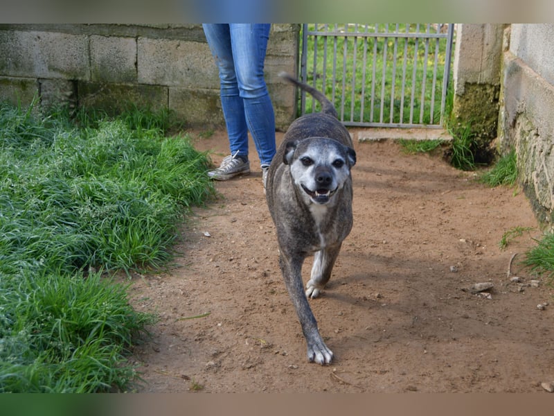 liebe Tigrata sucht ihr Zuhause für immer