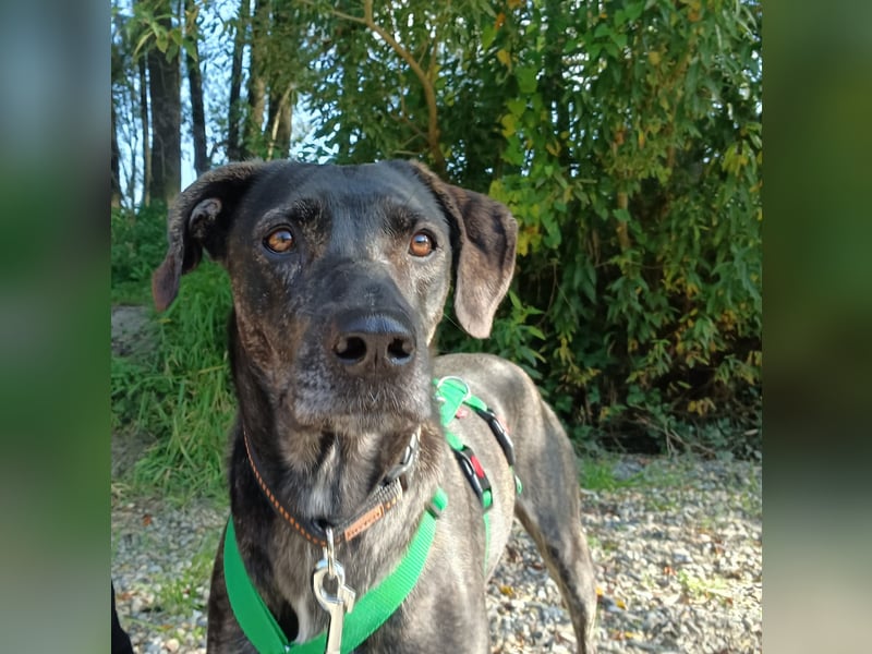 sanfte Mia auf Pflegestelle in 88214 Ravensburg sucht ihr Zuhause sanfte Mia auf Pflegestelle in 88214 Ravensburg sucht ihr Zuhause