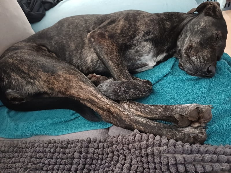 sanfte Mia auf Pflegestelle in 88214 Ravensburg sucht ihr Zuhause sanfte Mia auf Pflegestelle in 88214 Ravensburg sucht ihr Zuhause