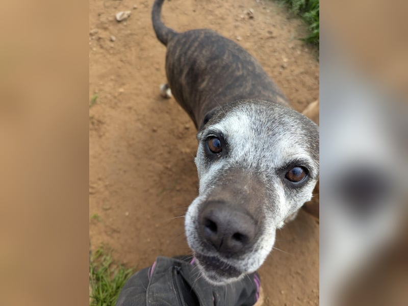 liebe Tigrata sucht ihr Zuhause für immer