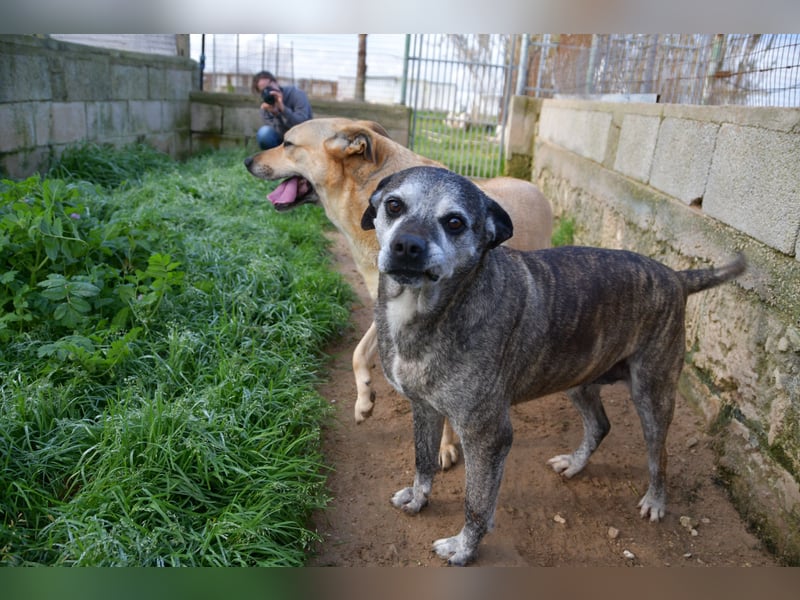 liebe Tigrata sucht ihr Zuhause für immer