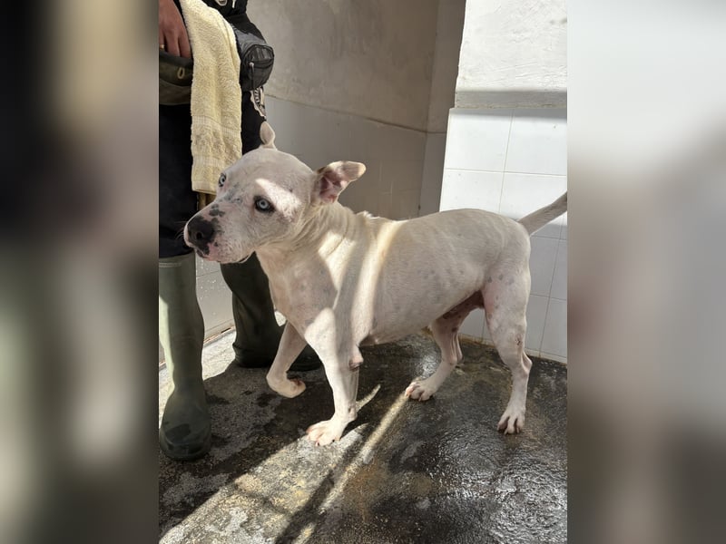 liebenswerter Ettore sucht sein Zuhause in der Schweiz