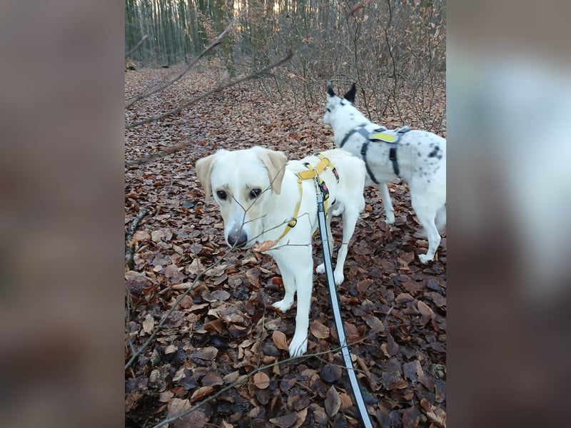 Lobo auf Pflegestelle in  31582 Nienburg/Weser sucht sein Zuhause