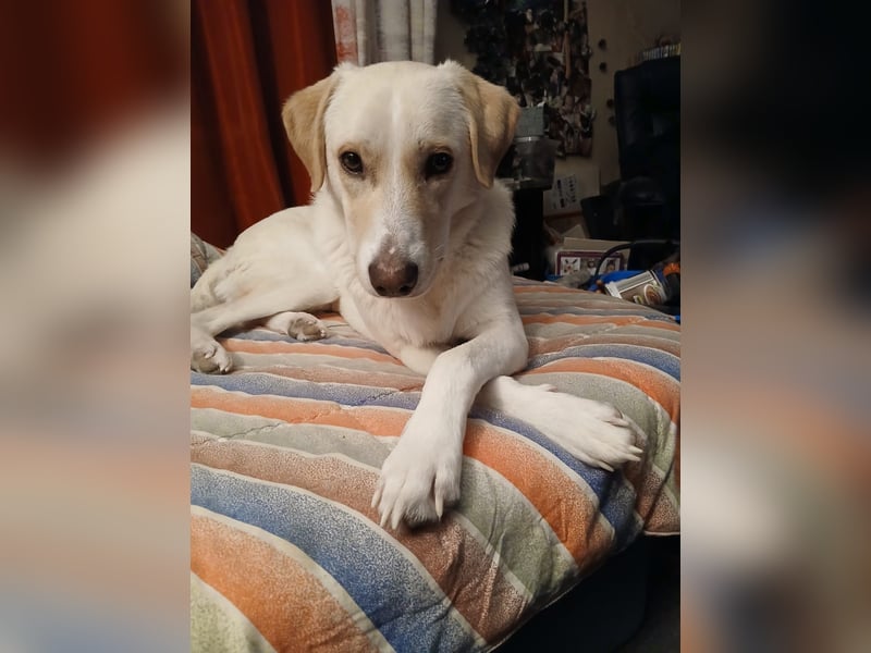 Lobo auf Pflegestelle in  31582 Nienburg/Weser sucht sein Zuhause