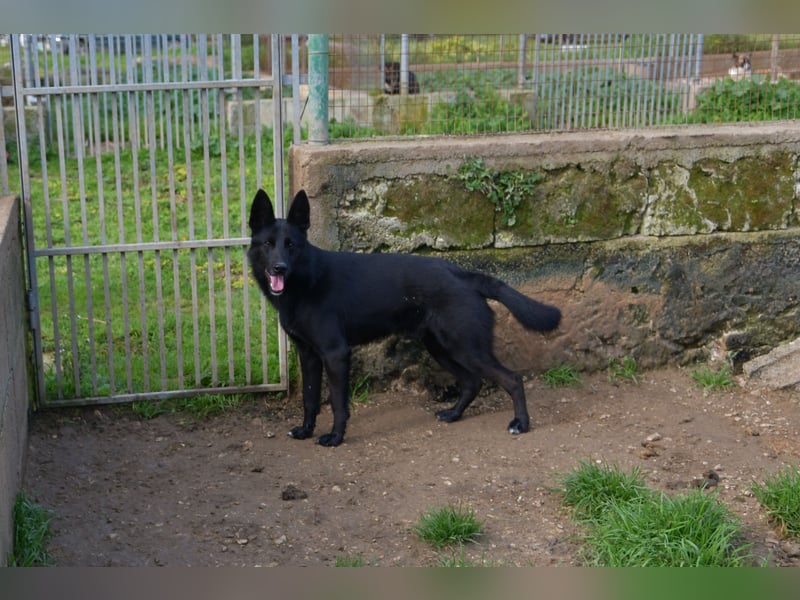 süßer Leone wartet auf seine Chance endlich ein Zuhausee zu finden