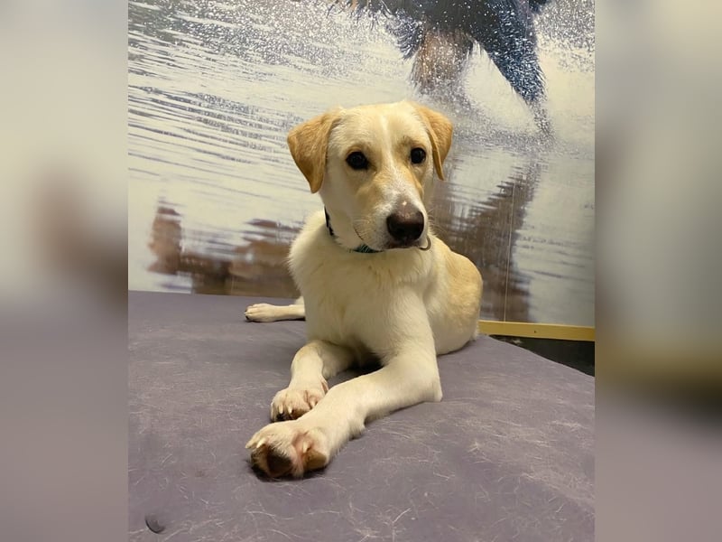 Lobo auf Pflegestelle in  31582 Nienburg/Weser sucht sein Zuhause