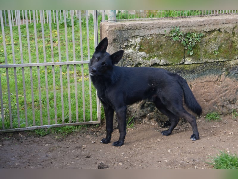 süßer Leone wartet auf seine Chance endlich ein Zuhausee zu finden
