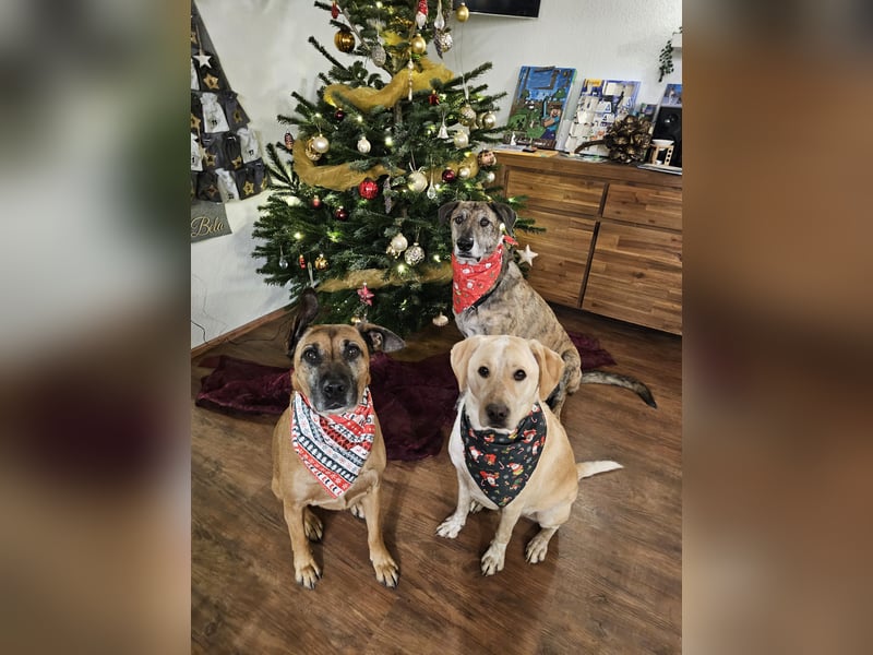 Nacho auf Pflegestelle in 88273 Fronreute sucht sein Zuhause