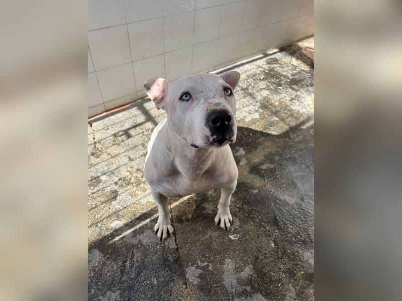 liebenswerter Ettore sucht sein Zuhause in der Schweiz