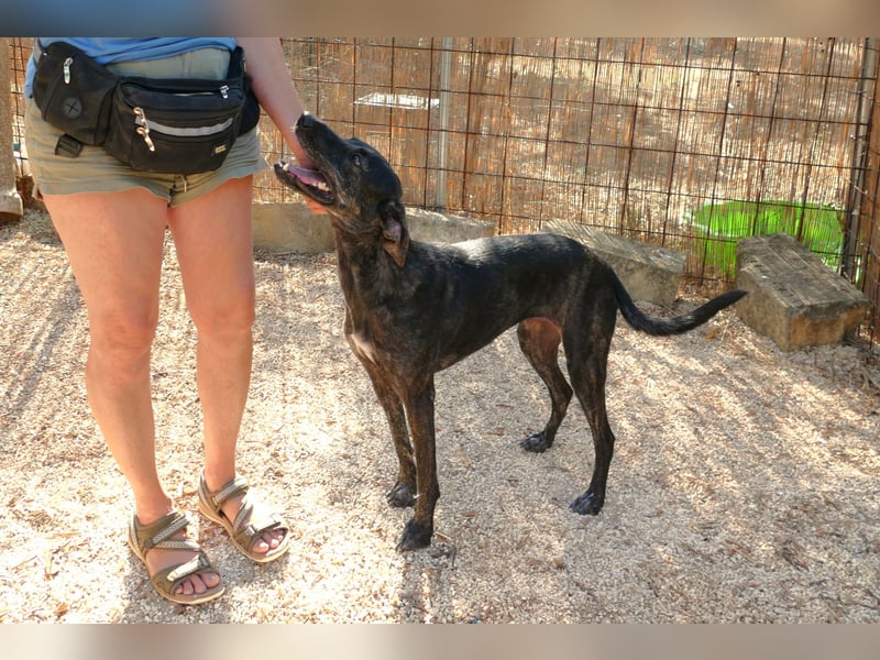 sanfte Mia auf Pflegestelle in 88214 Ravensburg sucht ihr Zuhause sanfte Mia auf Pflegestelle in 88214 Ravensburg sucht ihr Zuhause