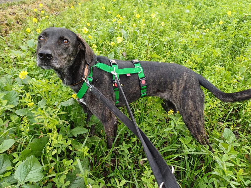 sanfte Mia auf Pflegestelle in 88214 Ravensburg sucht ihr Zuhause sanfte Mia auf Pflegestelle in 88214 Ravensburg sucht ihr Zuhause