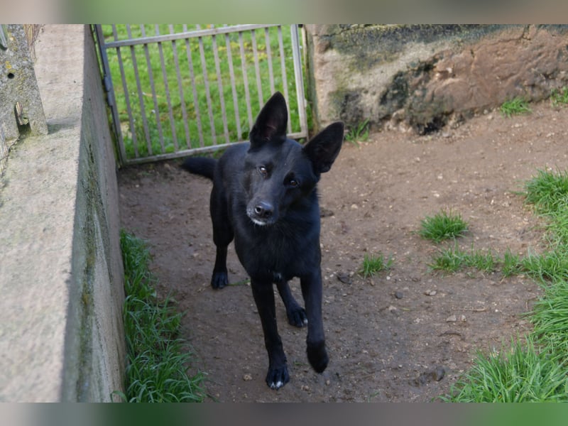 süßer Leone wartet auf seine Chance endlich ein Zuhausee zu finden
