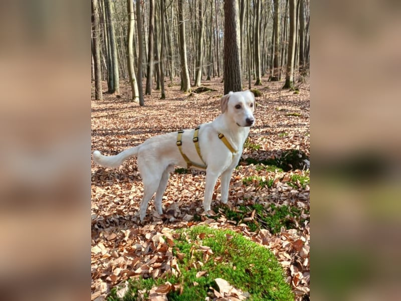Lobo auf Pflegestelle in  31582 Nienburg/Weser sucht sein Zuhause