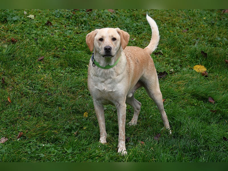 Nacho auf Pflegestelle in 88273 Fronreute sucht sein Zuhause