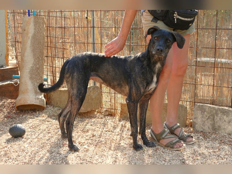 sanfte Mia auf Pflegestelle in 88214 Ravensburg sucht ihr Zuhause sanfte Mia auf Pflegestelle in 88214 Ravensburg sucht ihr Zuhause