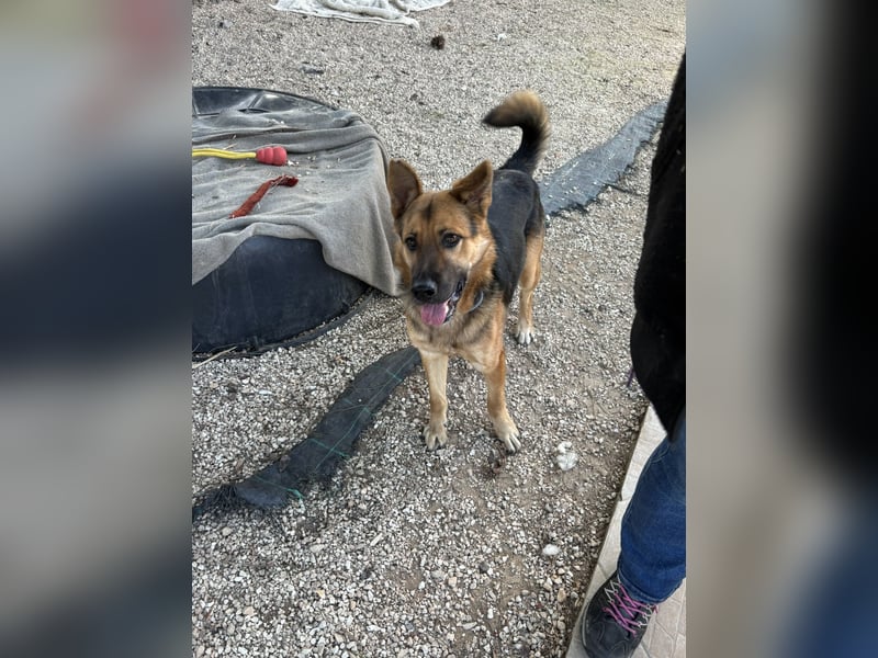 Oscar wünscht sich sein Z8uhause für Immer