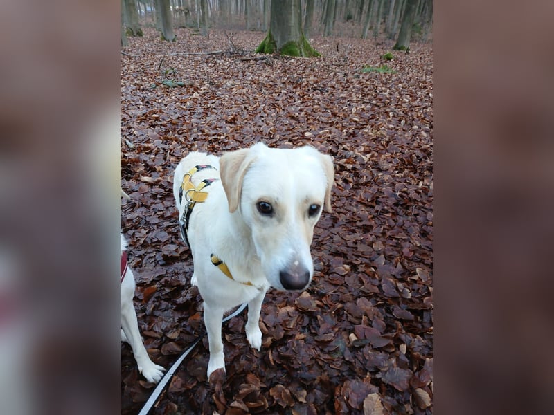 Lobo auf Pflegestelle in  31582 Nienburg/Weser sucht sein Zuhause