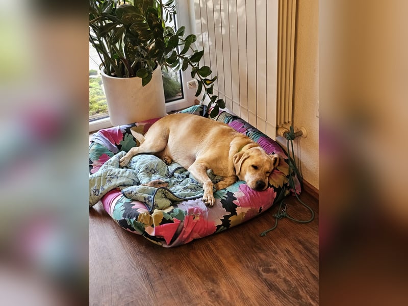 Nacho auf Pflegestelle in 88273 Fronreute sucht sein Zuhause