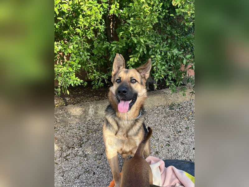 Oscar wünscht sich sein Z8uhause für Immer